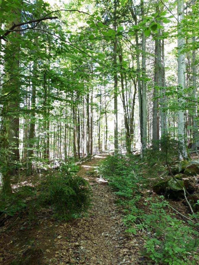 Ferienhaus Bayerwald Ringelai المظهر الخارجي الصورة